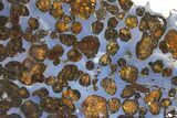 Polished Sericho Pallasite Meteorite ( g) Slice - Kenya #305726-2